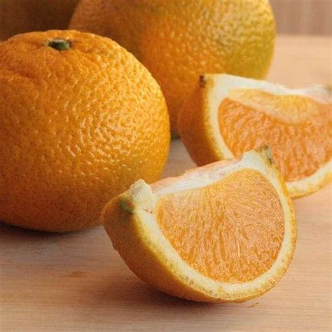 甜橙与酸糖央视国语版